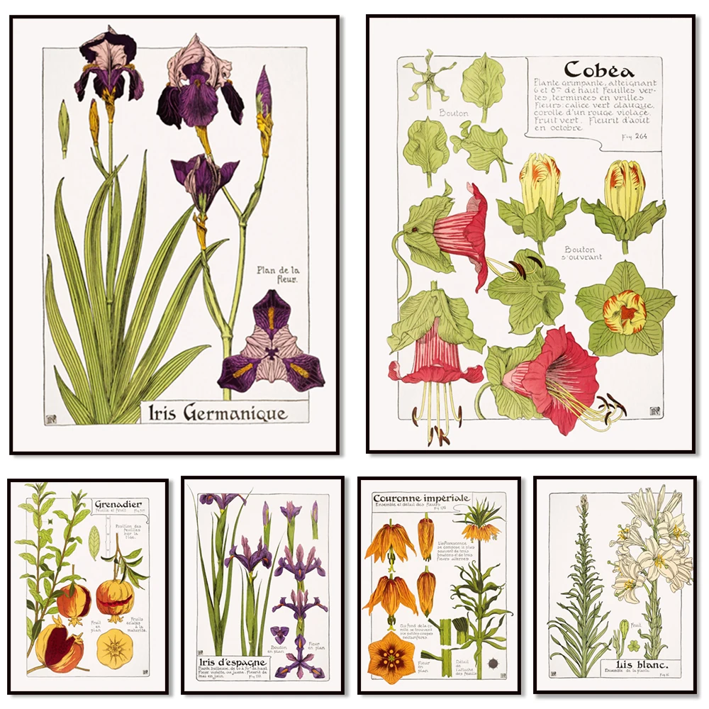 

Art Nouveau prints | Botanical posters, pomegranates, lilies, French printing | Floral illustrations, natural prints