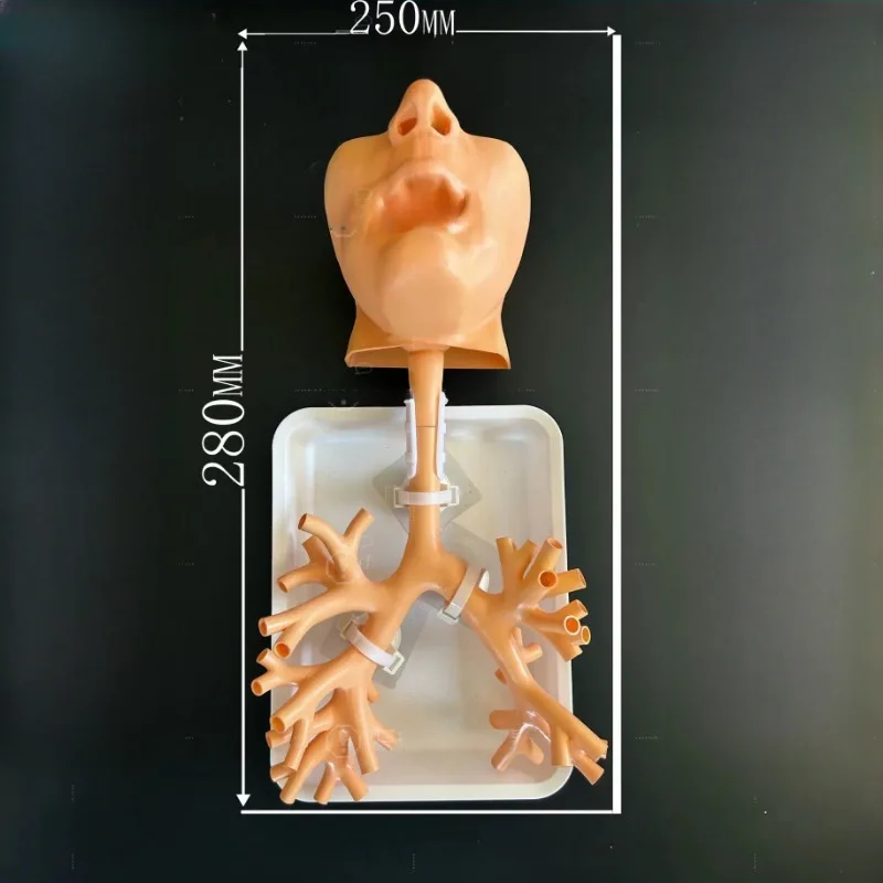 Fiberoptic Bronchoscopy Training Model Clinical Simulation Practice Manikin For Teaching Training Use