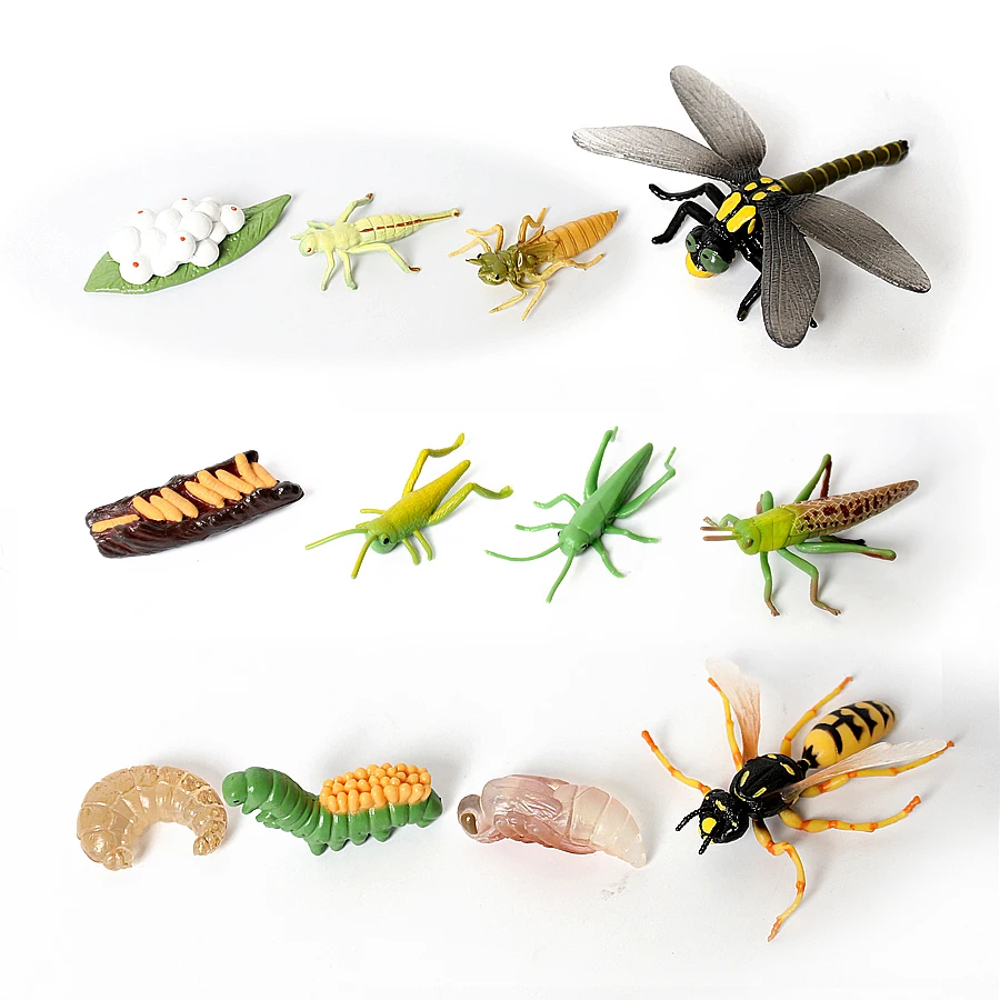 

Realistic Life Cycle of Dragonfly,Grasshopper, Wasp Plastic Insect Figurines Toy Kit Educational School Biological Project