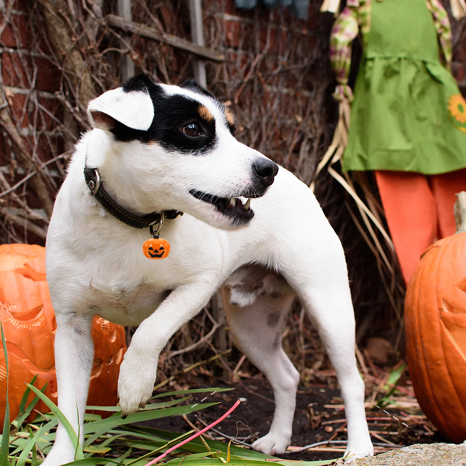 

5pcs Pumpkin Shape Copper Pet For Dogs Cartoon Quick Release Buckle Orange Durable Daily Use Pet Necklace