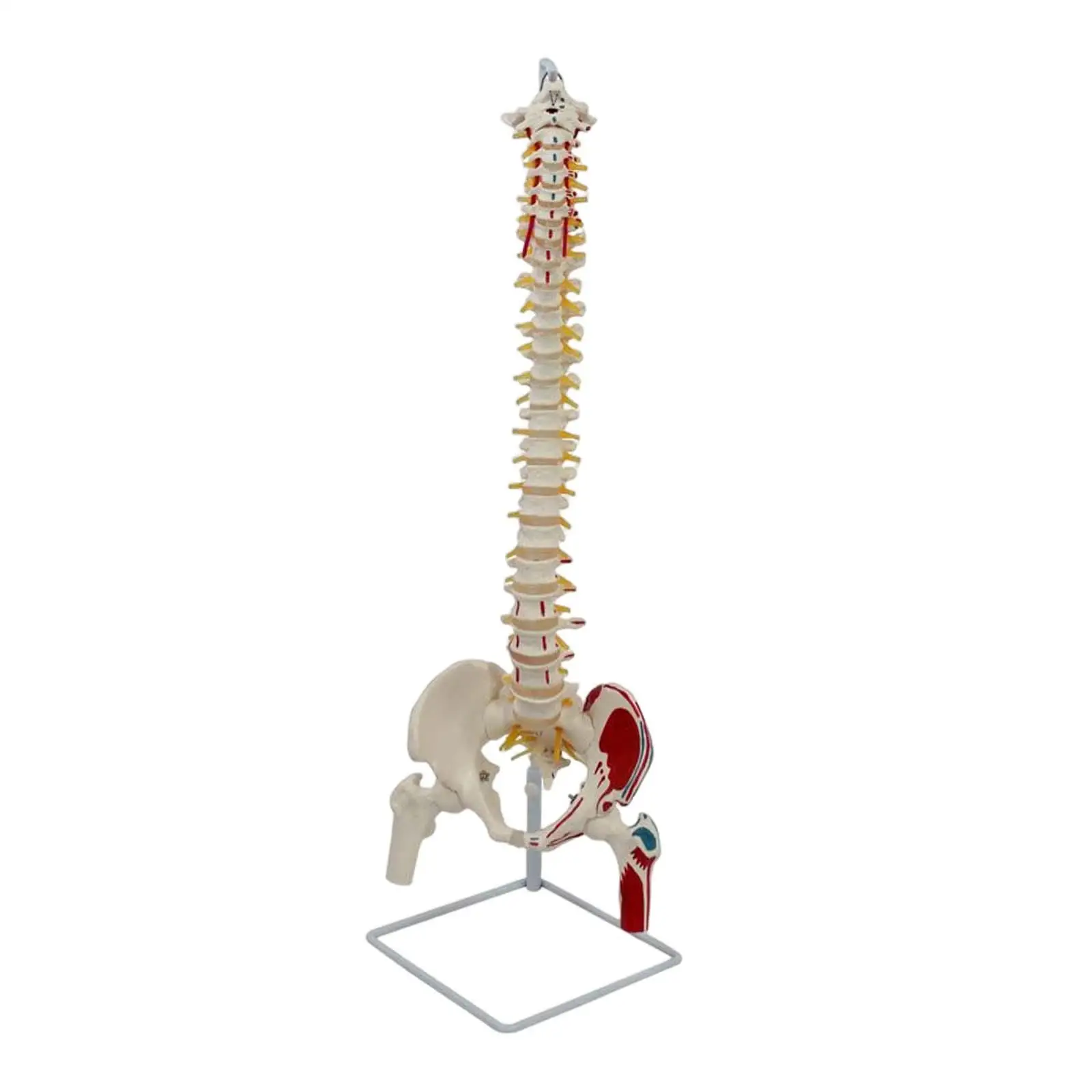 Scientific Spine Model , Flexible, Spinal Cord Model, Life Size Nerves for Teaching