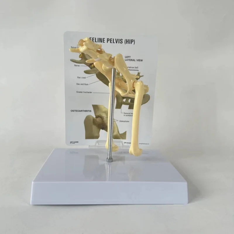 Cat hip joint model Cat skeletal anatomy model Animal medical teaching model