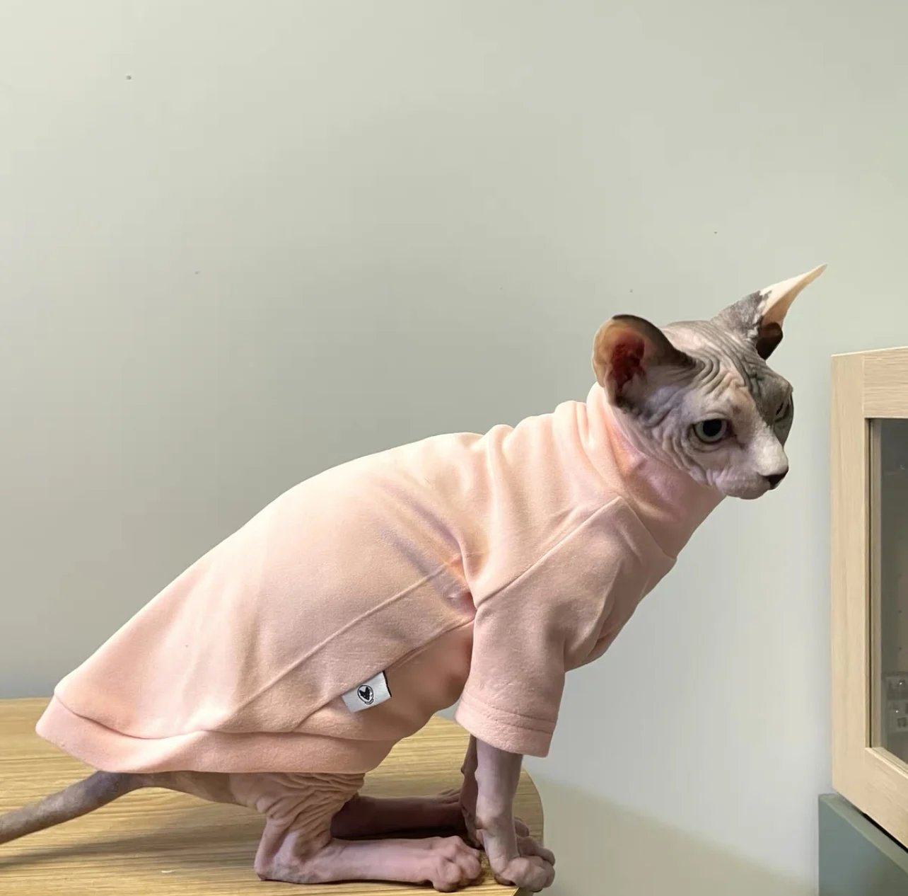 Cat clothing Summer Spring Coat For Sphynx Cat Cotton T-shirt for Dogs Kittens Green Pink Cute Cartton Vest for Pet Cat supplies