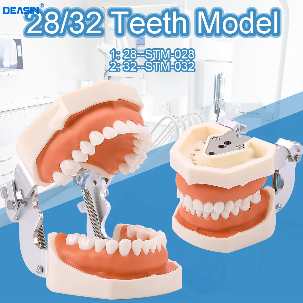28/32 Teeth Model For Dental Technician Practice Training Jaw Typodont Standard Dental Model Teeth Teaching Model With Soft Gum