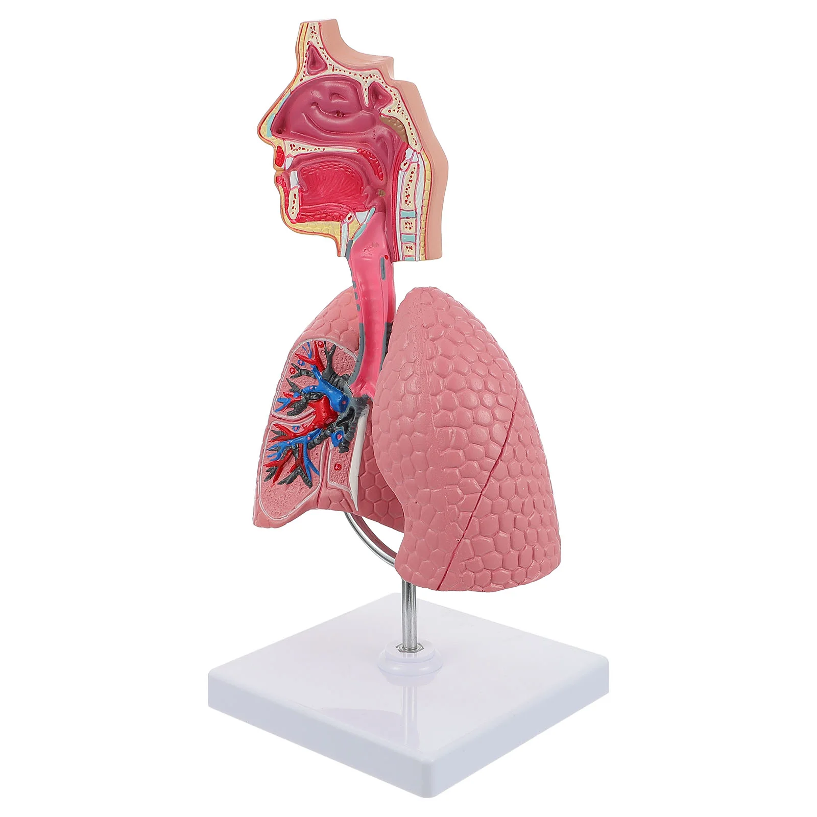 

Respiratory System Model Practical Teaching Lung Tool Medical Human Pvc for Display