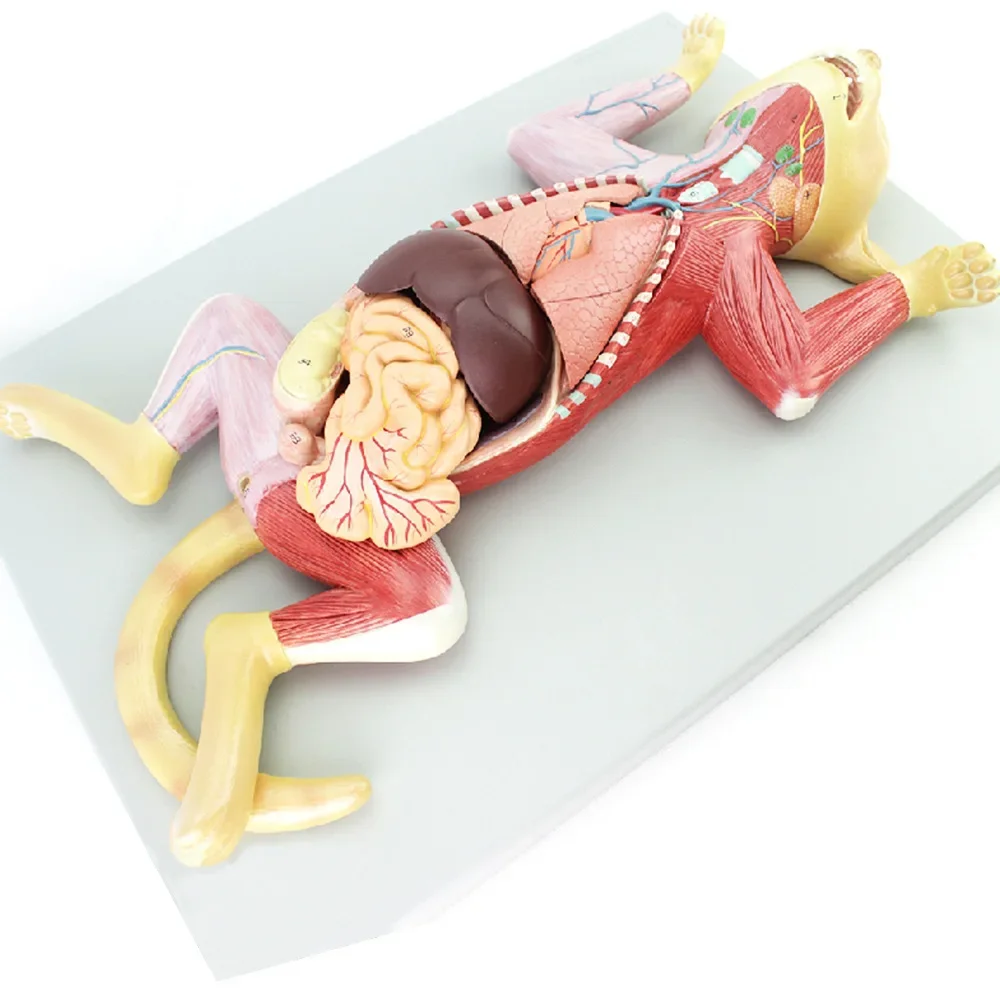 Medical Science Cat Anatomy Model - Veterinary Tool for Understanding feline Organ, Visceral, Muscle, and Nerve Systems