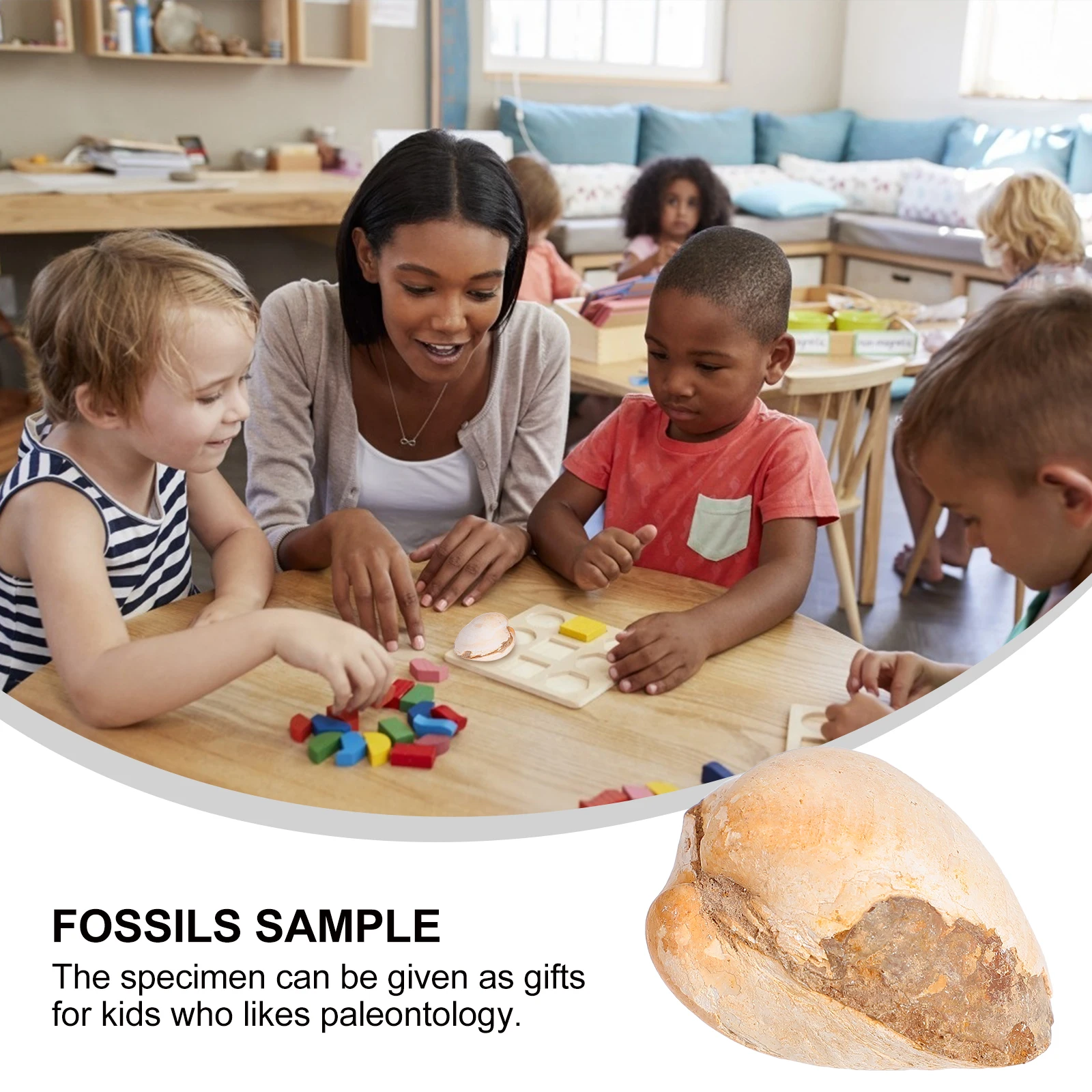 

5Pcs Creative Shell Fossil Palaeo-ocean Animal Science Teaching Specimen Natural Education Tool