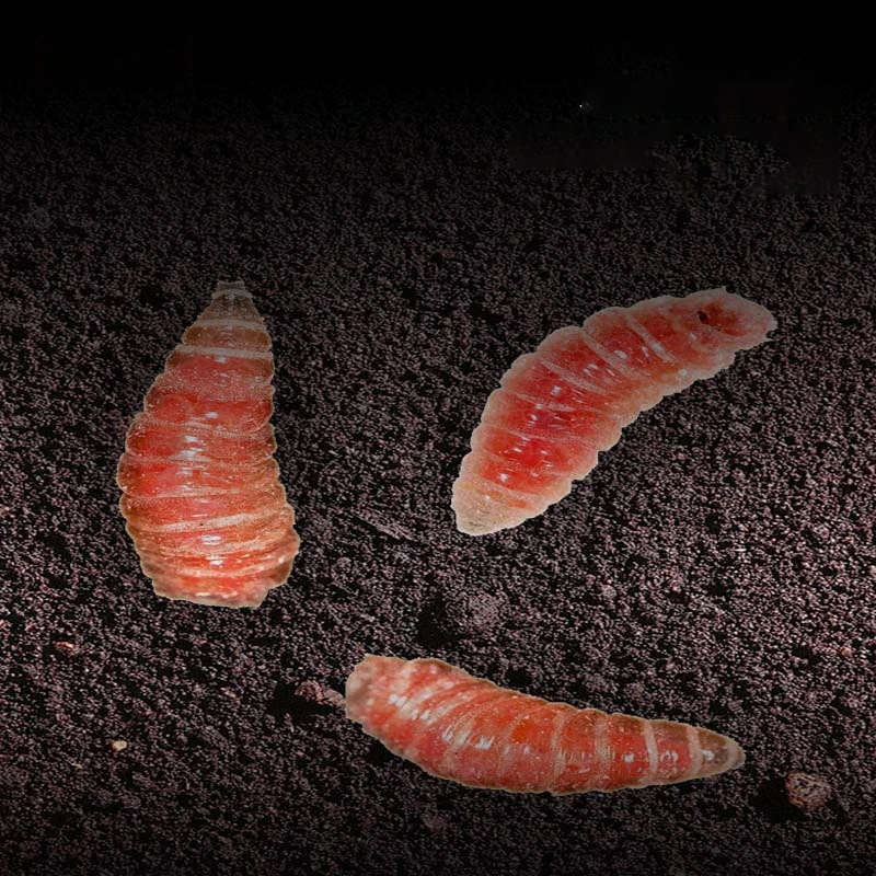 Stream Gluten Fischköder Ohne Waschformel Langanhaltender Hakenhalter Roter Maden-Lockstoff für Süßwasser Fluss See Angeln Schnellhaken – Detail 7