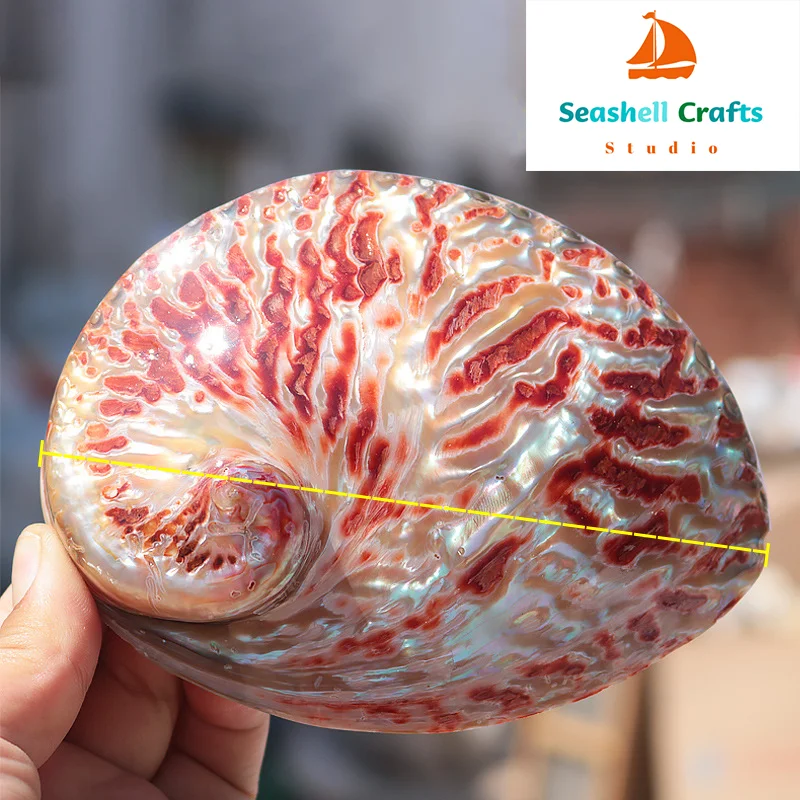 Home Decoration Red Pattern Abalone SeaShells Home Accessories Conch Fish Tank Aquarium Creative Decoration Lucky Conch Specimen view 2