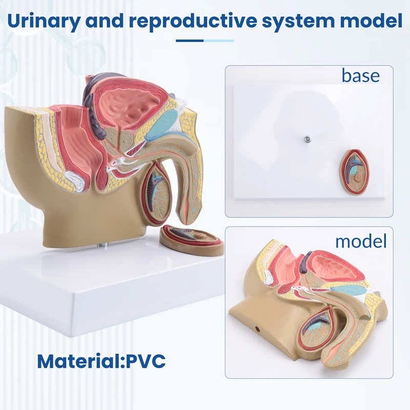 1:2 Male Pelvic Sagittal Section Testicular Prostate Bladder Rectal Urinary System Model-A69M