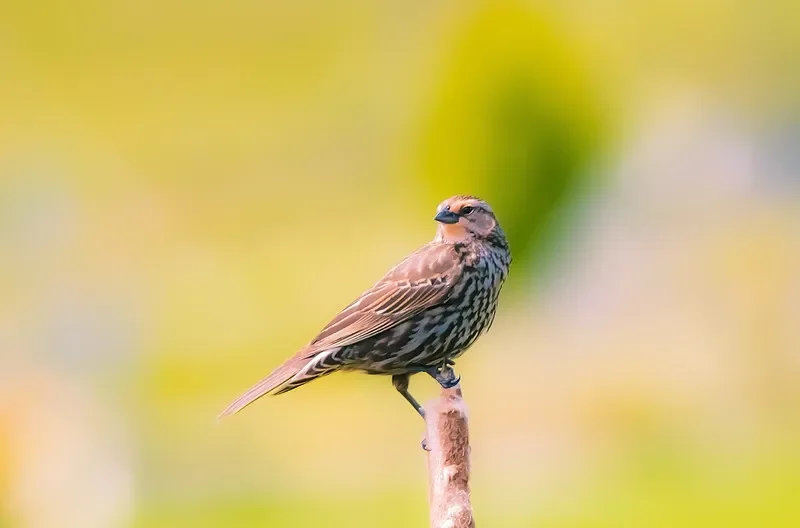 

HBX 2192/2193/2195 1/18 2,4G 4WD Электрический дрифт RC автомобиль — полностью пропорциональное управление, светодиодные фонари