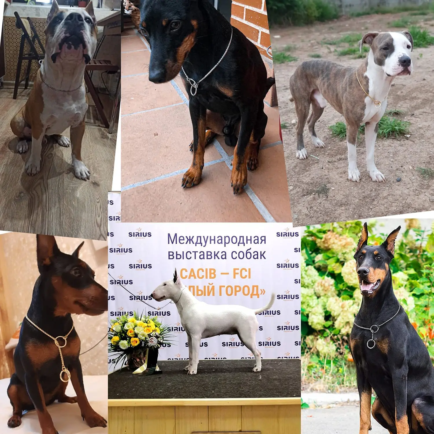 Heavy Duty Dog Choke Collar Slip Dog P Chain Snake Collar Plating Anti-Rust Dog Training Collars for Small Large Dogs Black/Gold - view 4