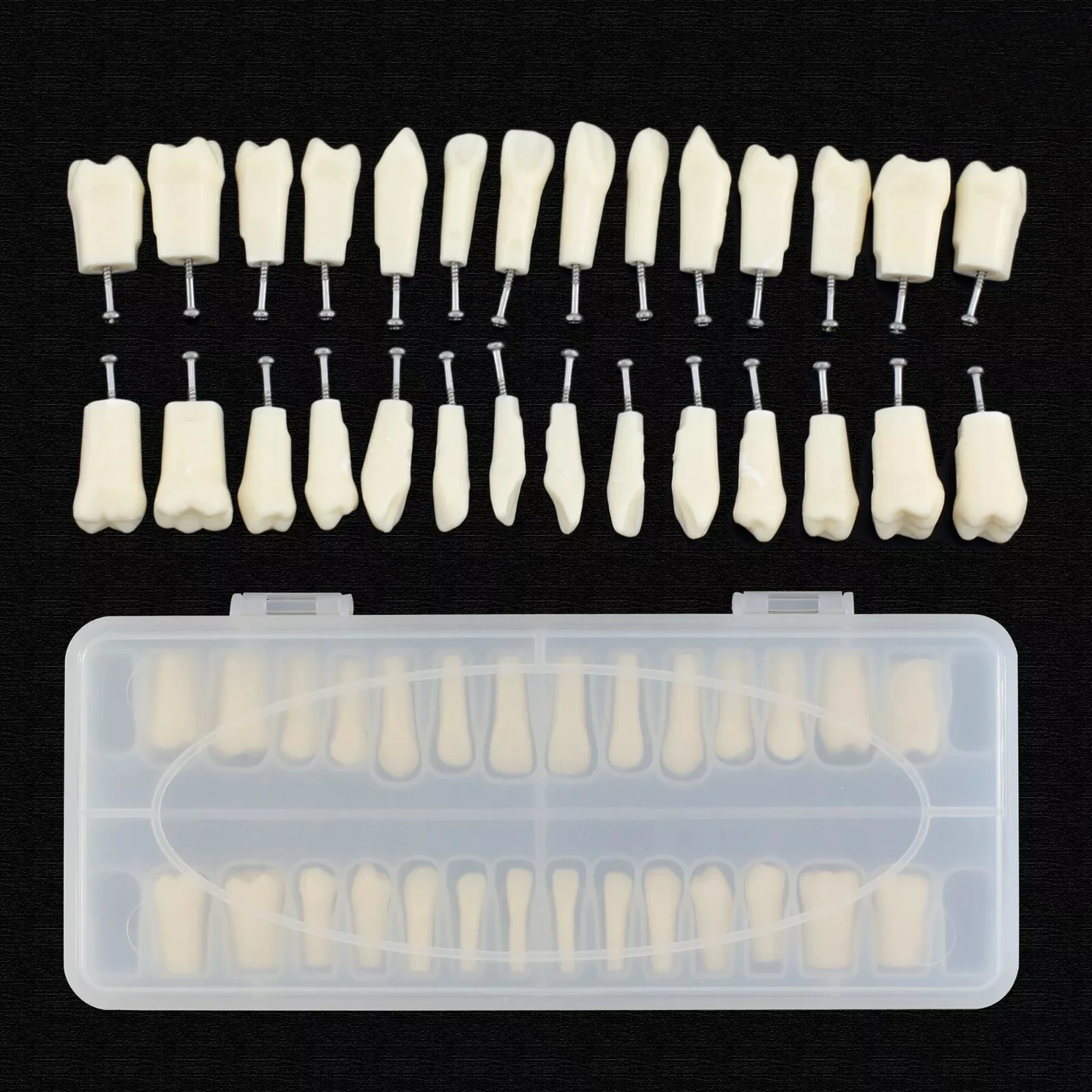 Dental Replacement Typodont Teeth Set of 28 Teeth Kilgore Nissin 200 Fit