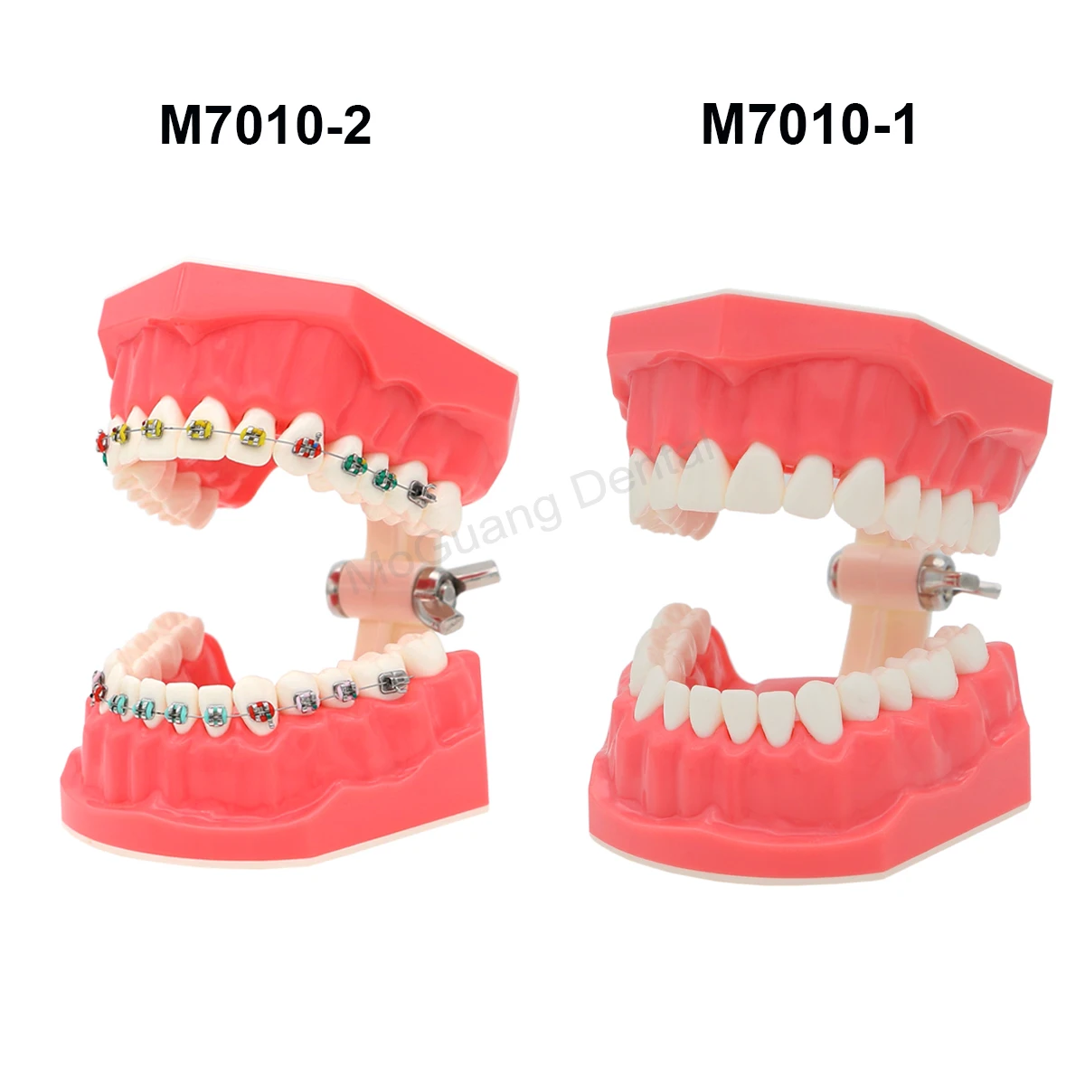 Model dentystyczny do szkolenia stomatologii praktykuje badanie typodontów Model zębów Standard dentystyczny z dentystą z usuwalnym Model zębów