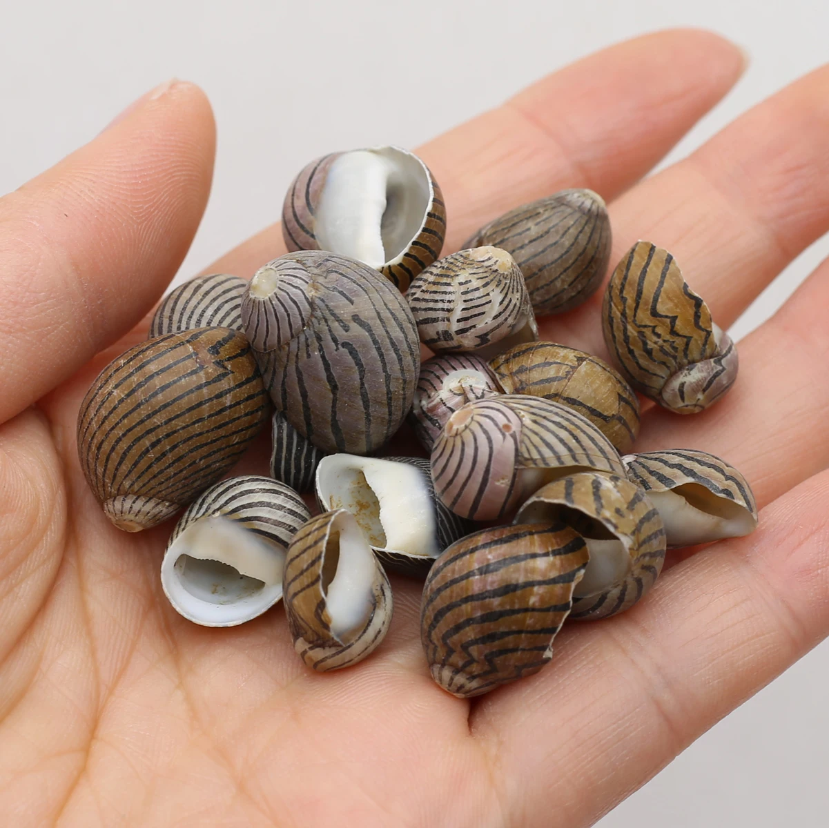 

100g Natural Shells Conch Small Craft Fish Tank Aquarium Ornament Decor DIY Charms For Bracelet Making Earrings Jewelry Supplies