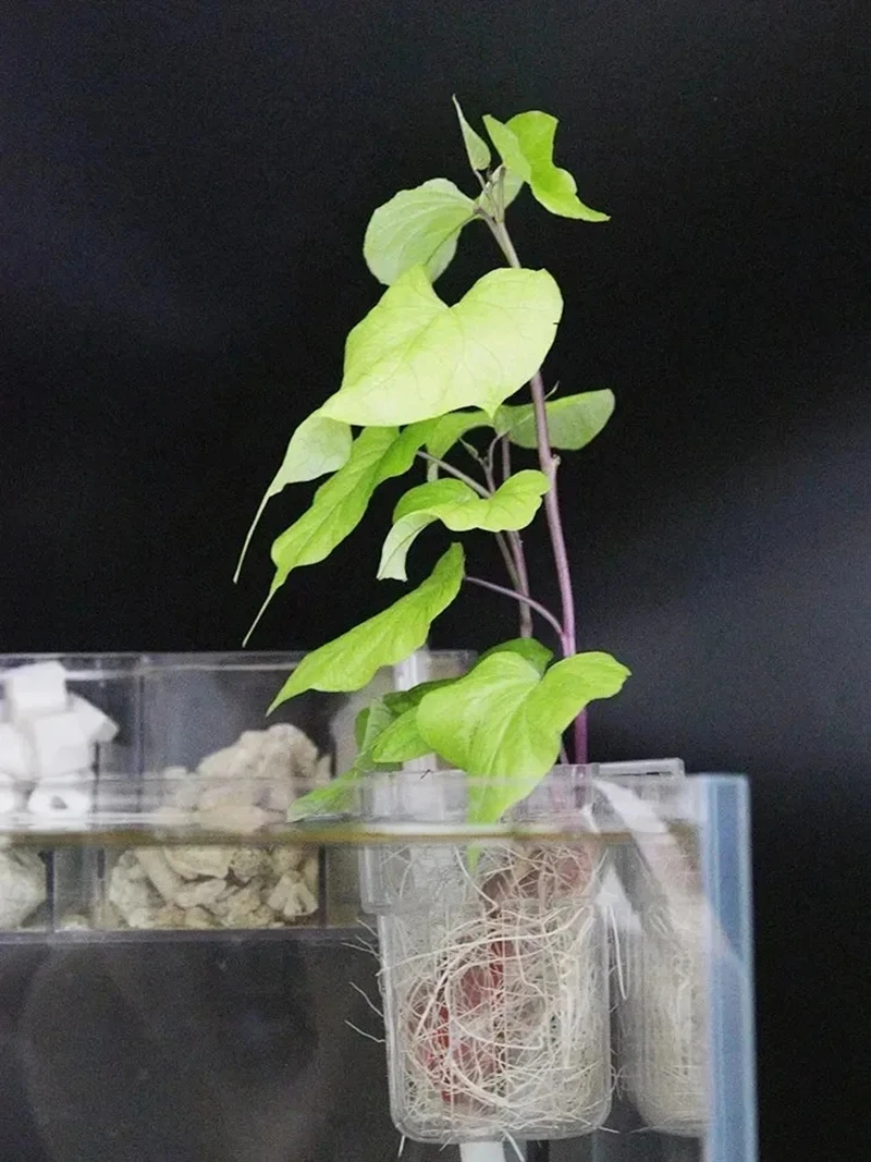 

Transparent Aquarium Plant Baskets Hanging Decorations Aquarium Plant Flowerpots Aquarium Plant Cups Fish Tank Flowerpots