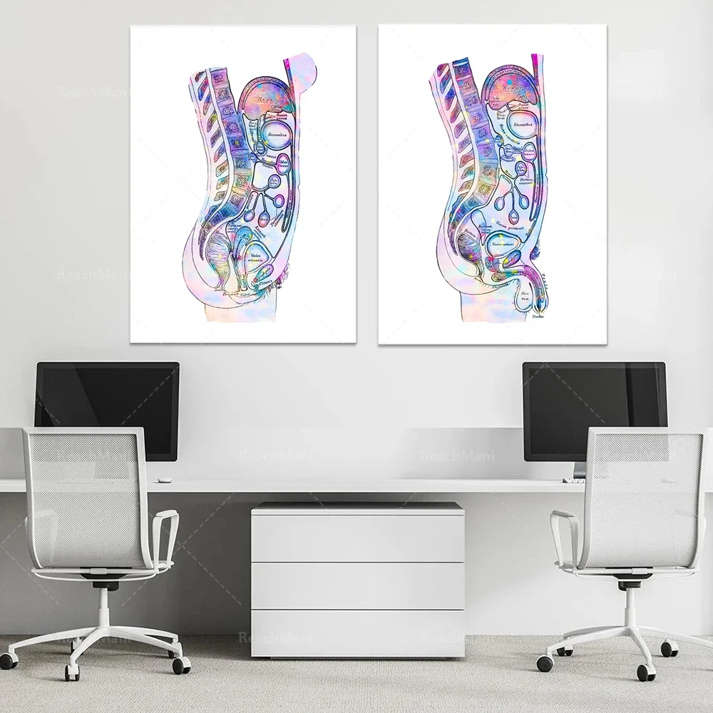 Abdominal organ anatomy poster internal organs print watercolor anatomy art medical decoration clinic wall art doctor office gif