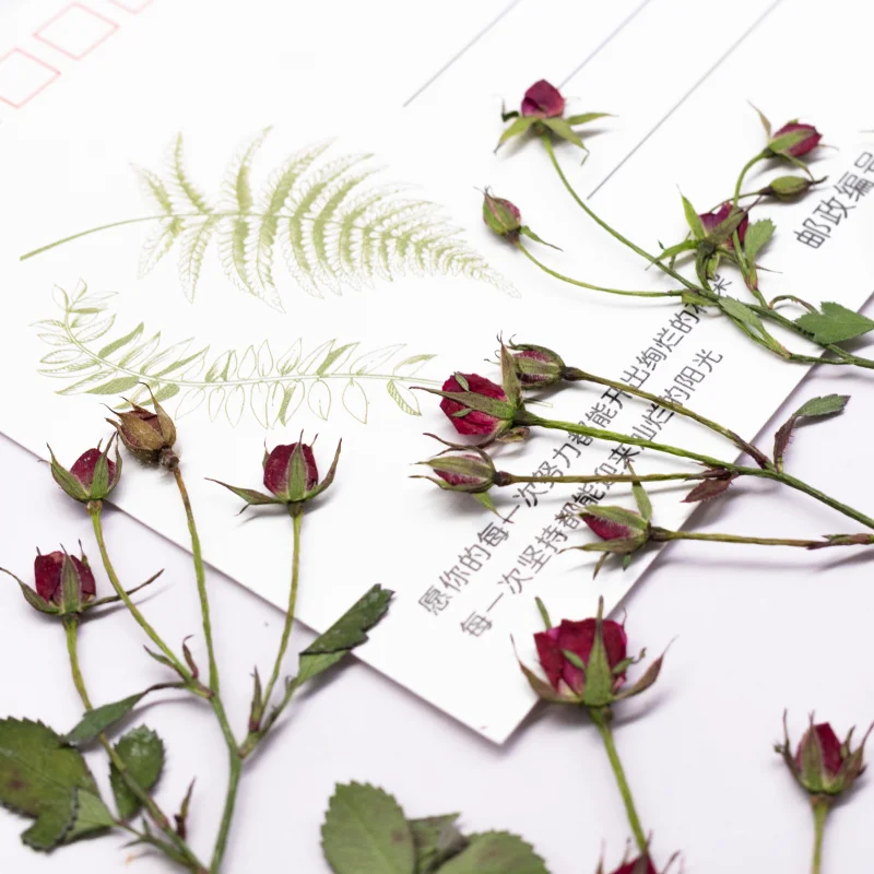 12pcs,Dried Rose Multi Bud Bra - Resin Art With Rose review and price