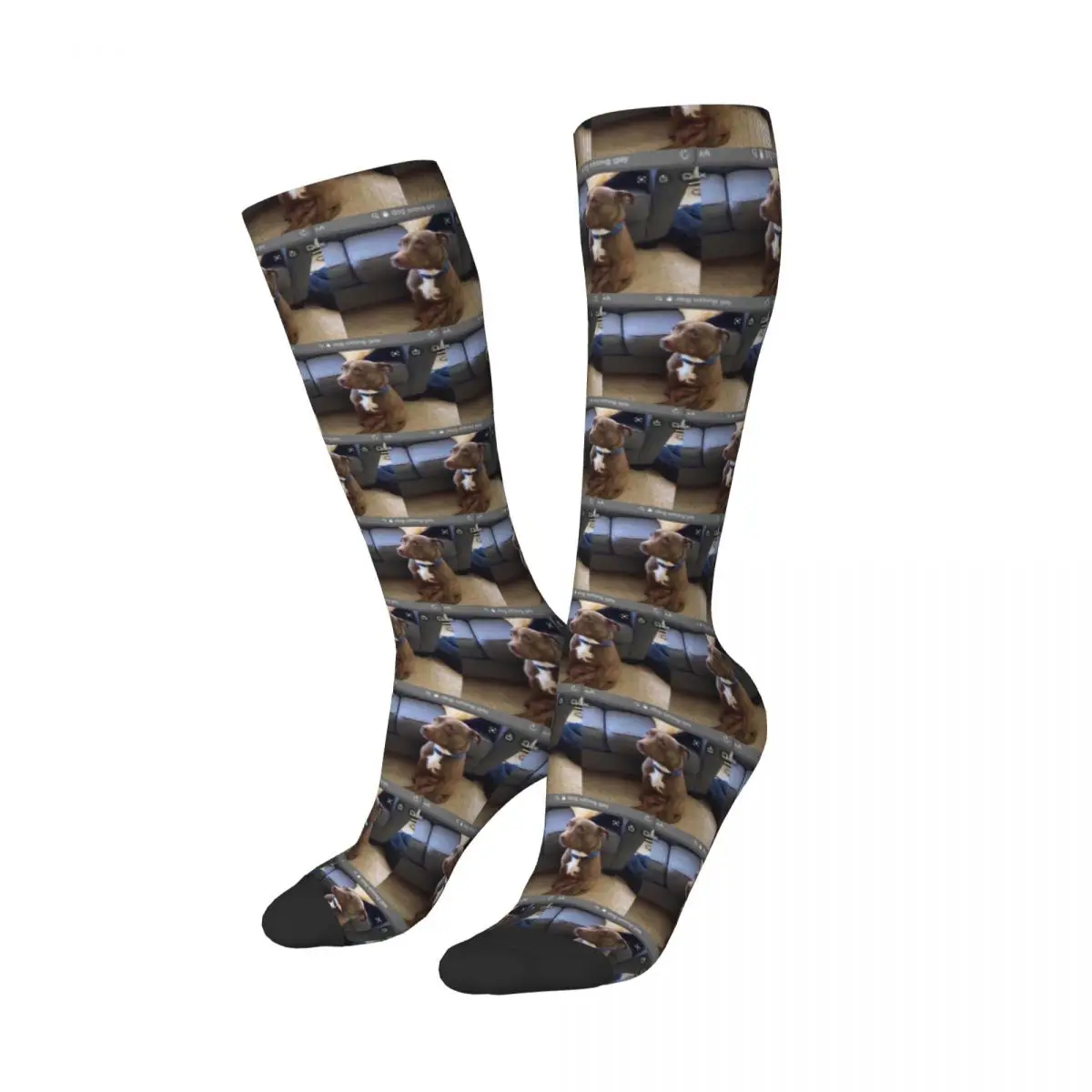 Dog Sitting Gay Socks Harajuku Stockings All Season Long Socks Accessories for Man Woman Gifts