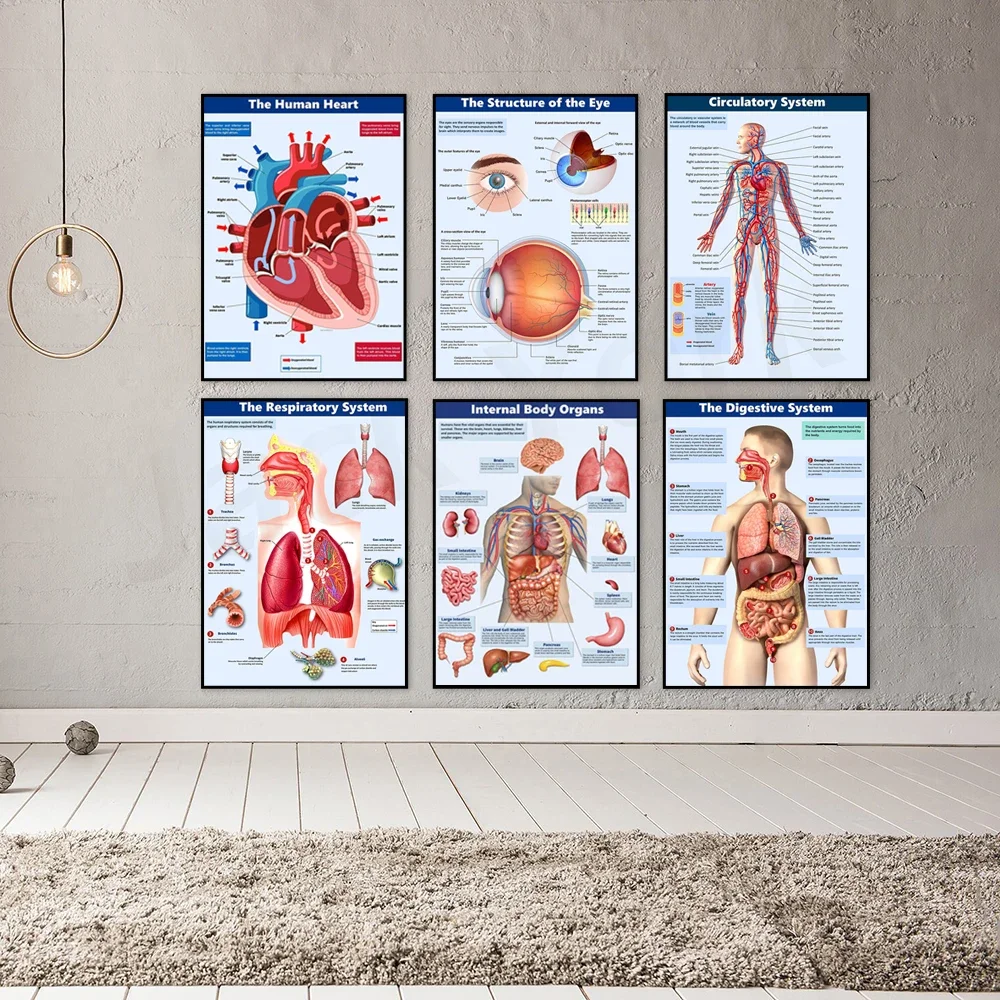 

The Digestive System,Vital Human Organs, Human Circulatory System - printable - Science poster - includes student notes