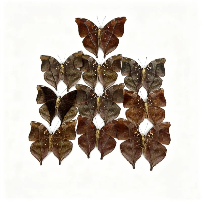 6-100 pcs natural Real Butterflies Specimen (Doleschallia bisaltide）