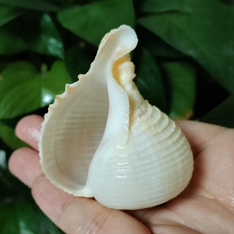 1 PC Natural Rapa Snail White Onion Shape Shell Perfect for Fish Tank Wedding Home Decor Beach Theme Party Conch Collection