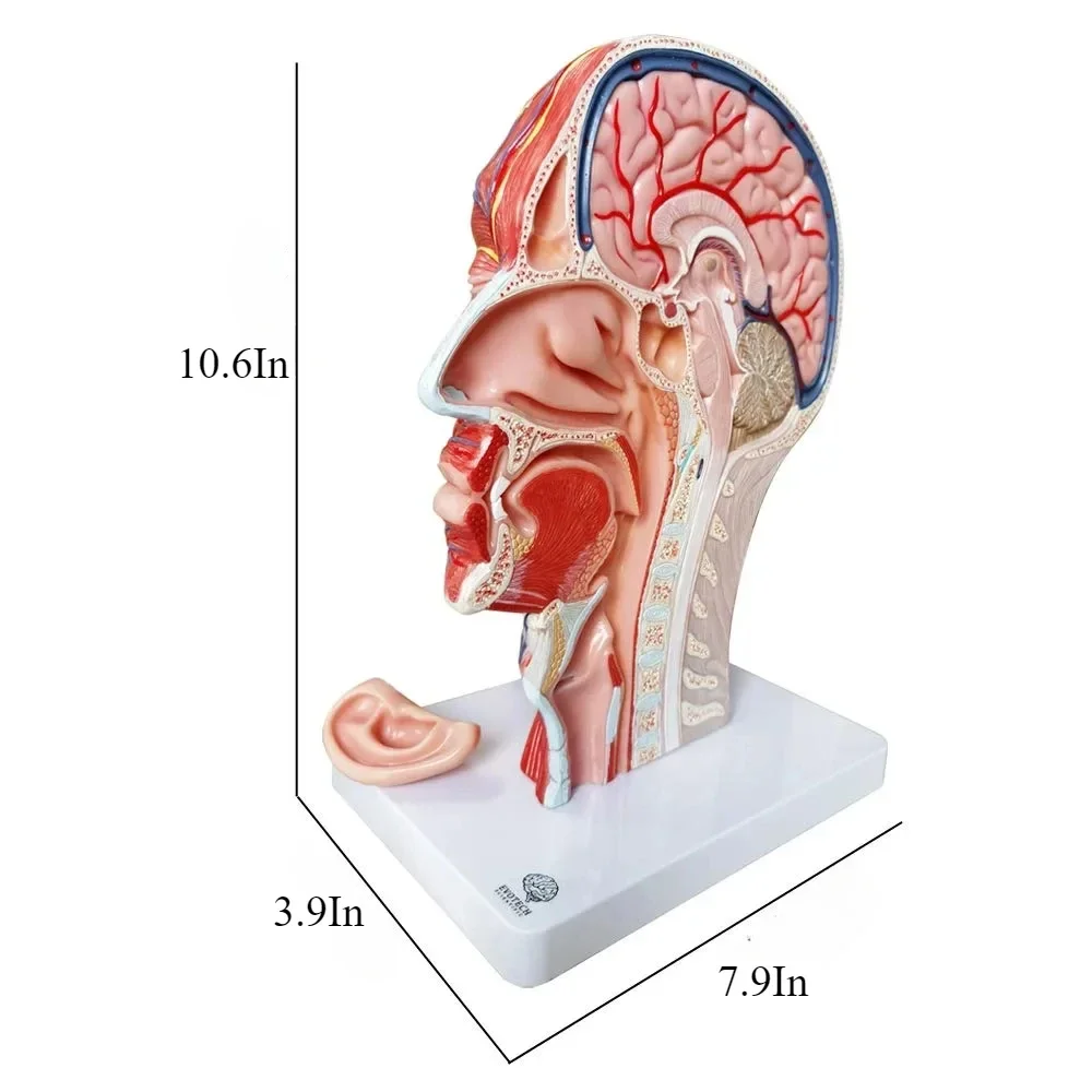 Education Scientifics Half Head Superficial Neurovascular Model with Musculature Life Size for Anatomical Teach Neck Vessels