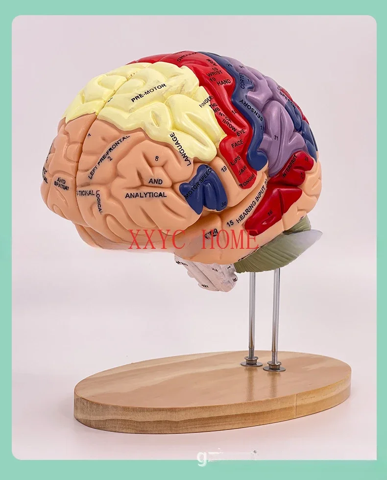 2 Times Magnification 4 Parts Brain Attached Cerebral Artery Model Cerebrovascular Model Neurology Human Brain Anatomy Model