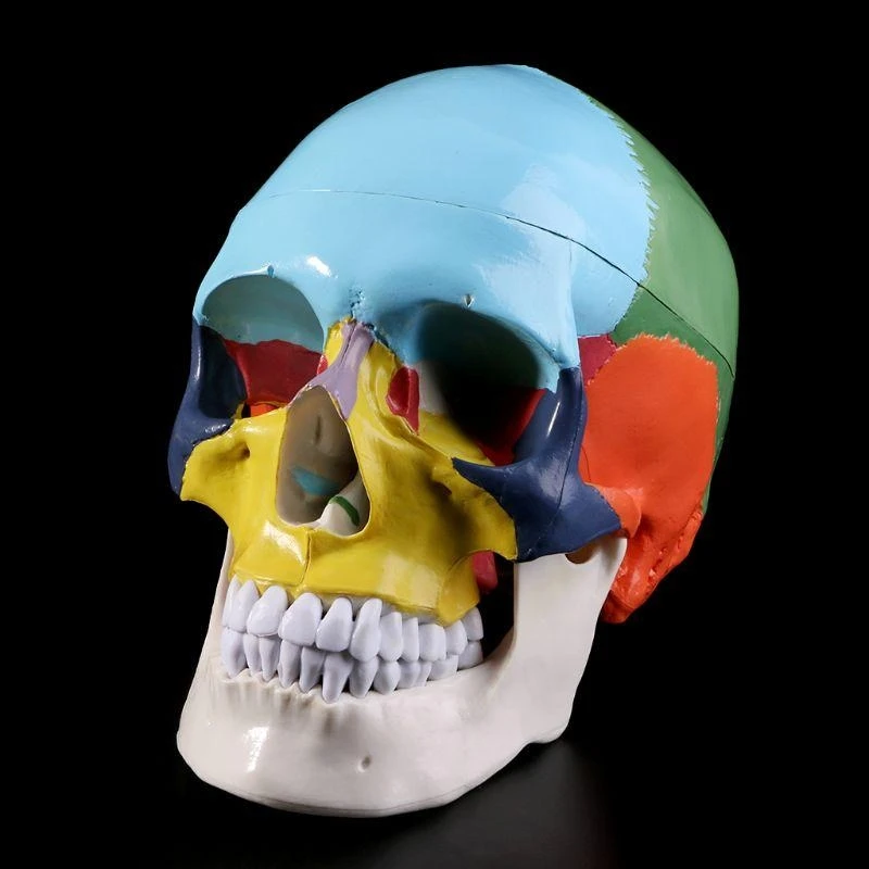 62ka Tamaño vida Life Colorido Modelo calavera humana Anatomía Anatomía Enseñanza médica Skeleto