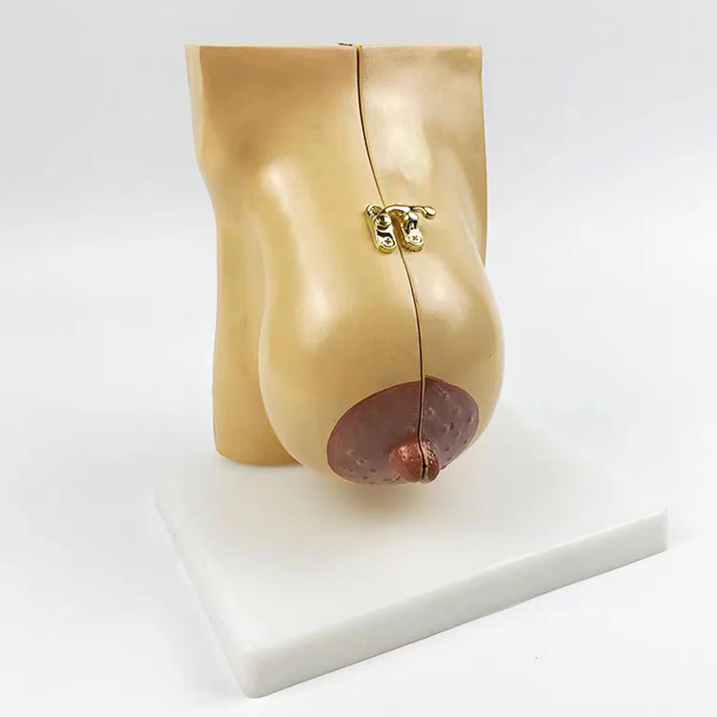 Female Stationary Stage Breast Model Lactation Beauty Gynecological Anatomy Model Medical Teaching Tools Dropshipping Wholesale