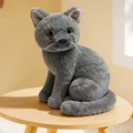 grey cat sy