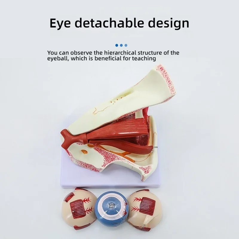 Anatomical Eye Model with Removable Components Detailed Imitative Eye for Medical Education And Ophthalmology Training