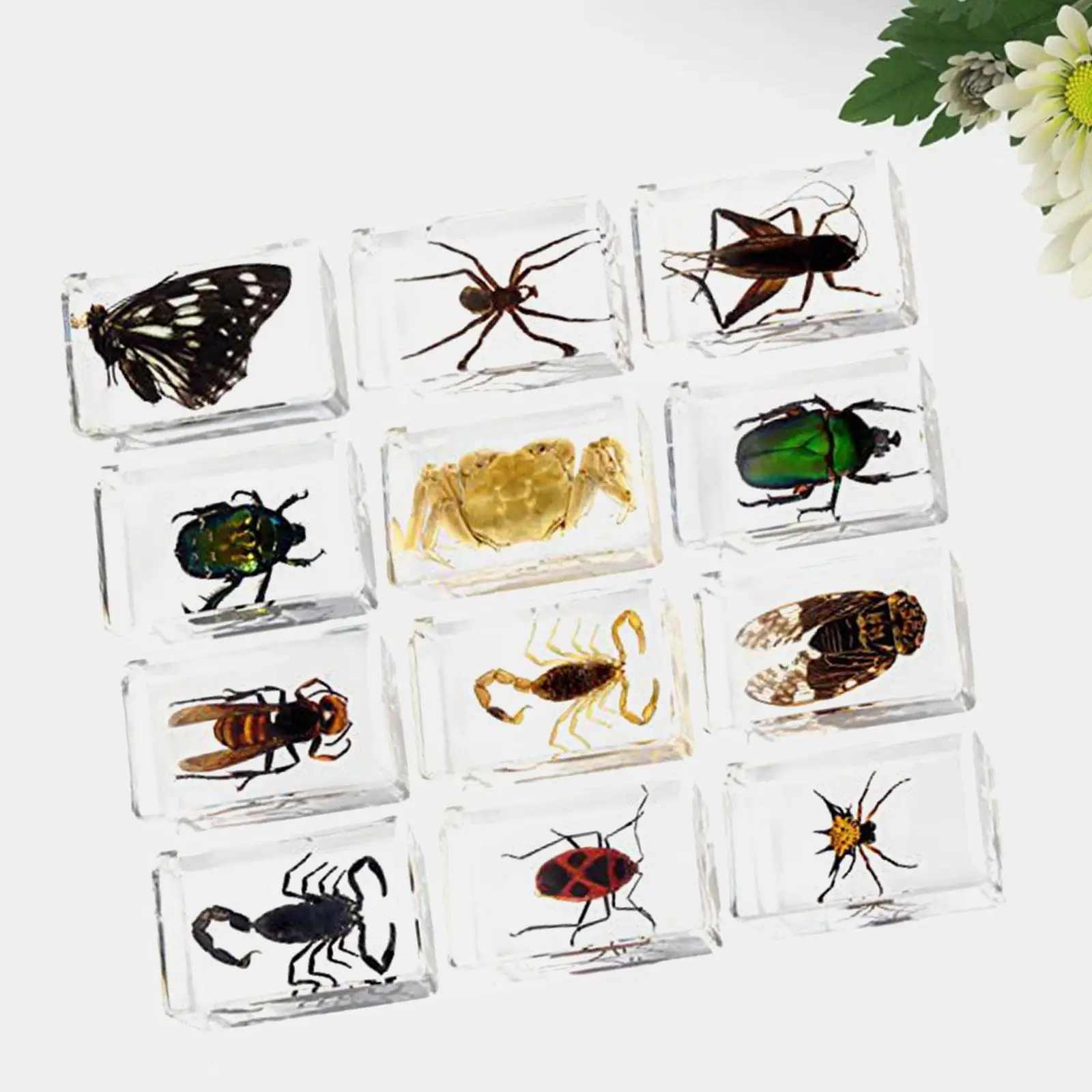 

12x Animal in Resin Collection Learning Toy Sensory Development Science Nature Toy for School Home Gifts Classroom Enthusiasts