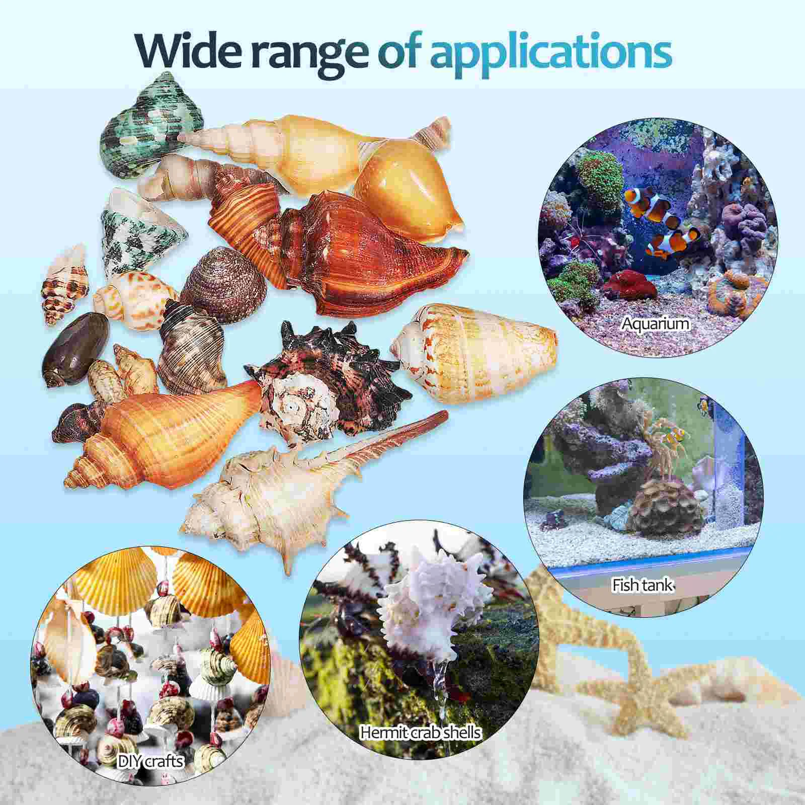 Natural Shell and Conch Combination Shells For Hermit Crabs Decor Sea Decorating Decorate