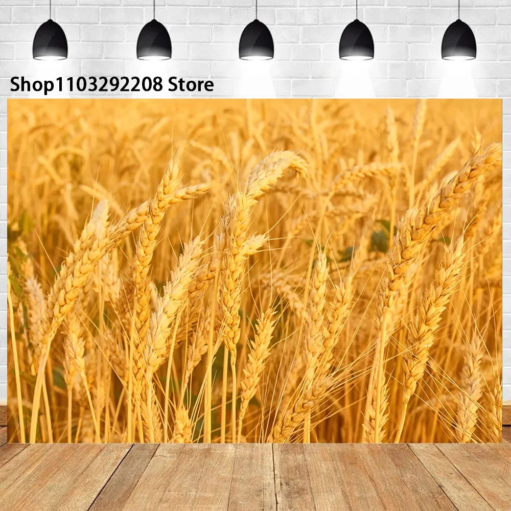 Golden Wheat Spikes Grass Crop Theme Sunset Ripe Wheat Grain Harvest Season Blue Sky Cloudy Photographic Banner For Photo Studio