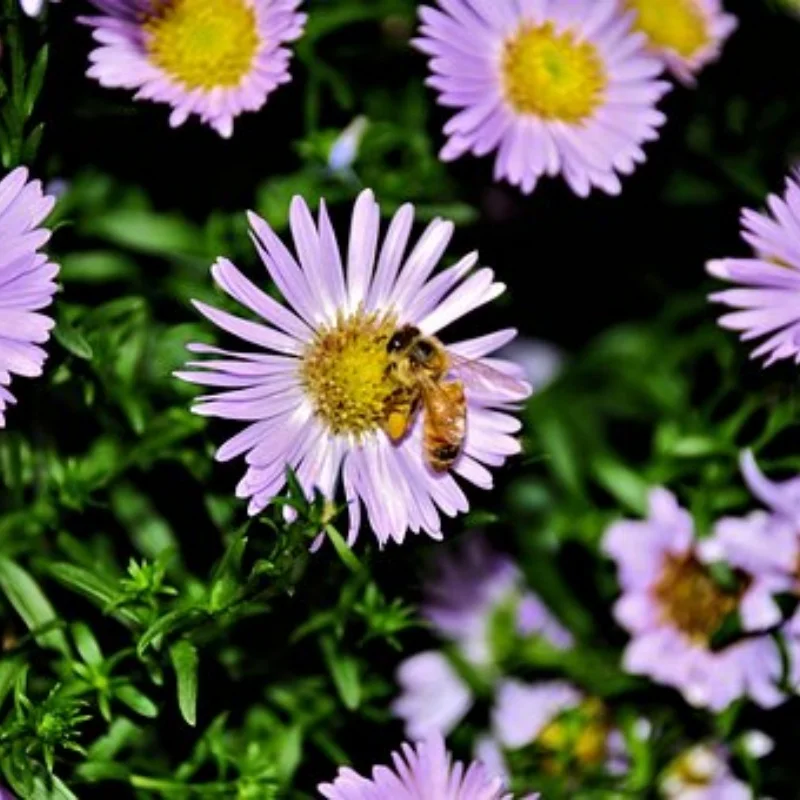 

Шины для радиоуправляемых грузовиков с пластиковыми колесными дисками 12 14 17 мм шестигранные для радиоуправляемого автомобиля в масштабе 1/10 ARRMA 727 Losi