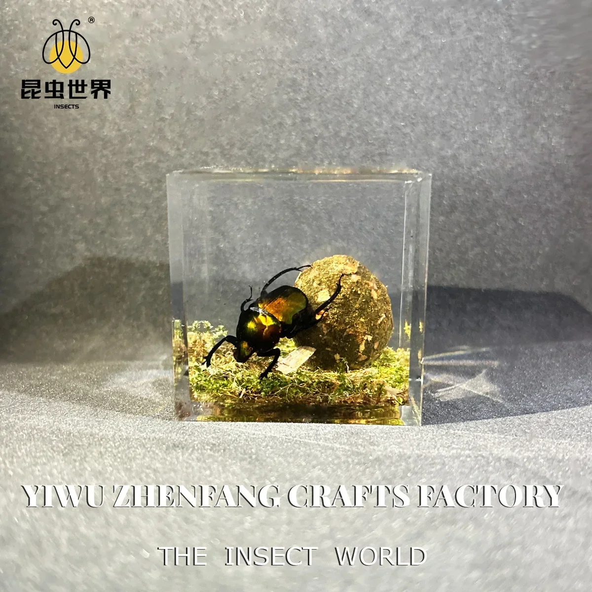 Resin Epoxy Real Dung Beetle Specimen Insect Taxidermy Acrylic Clear Resin Dung Beetle Insect Sample Bug Collection House Decor