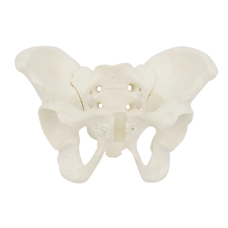 Life Size Female Pelvis Model, Flexible Anatomy Model, Hip Bone Pelvic Anatomical Model for Science Education Midwife