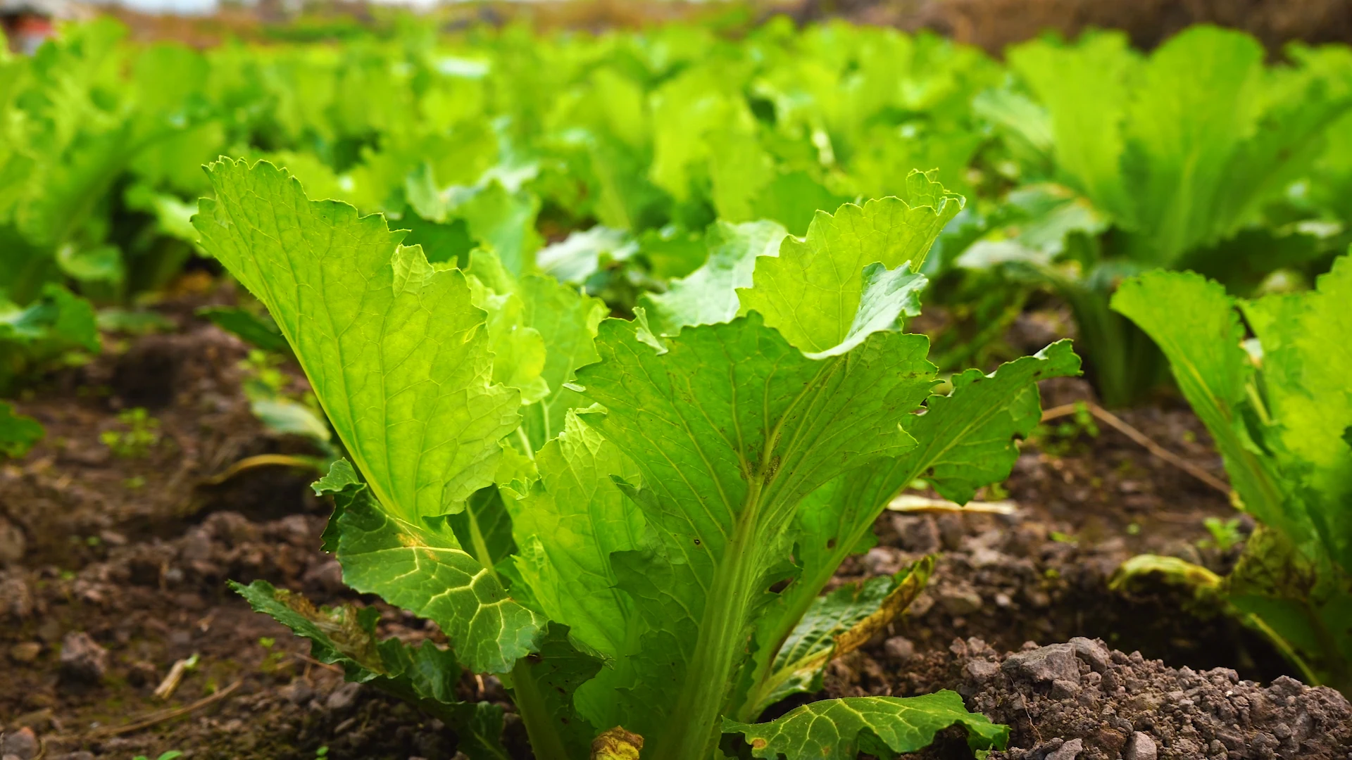 

ДЛЯ 1/10 1/12 1/14 дорожных шин и колес, шестигранные пластиковые диски 12 мм, совместимые с Tamiya TT01 TT02 Kyosho Sakura D3 Trxs 4Tec 2.0