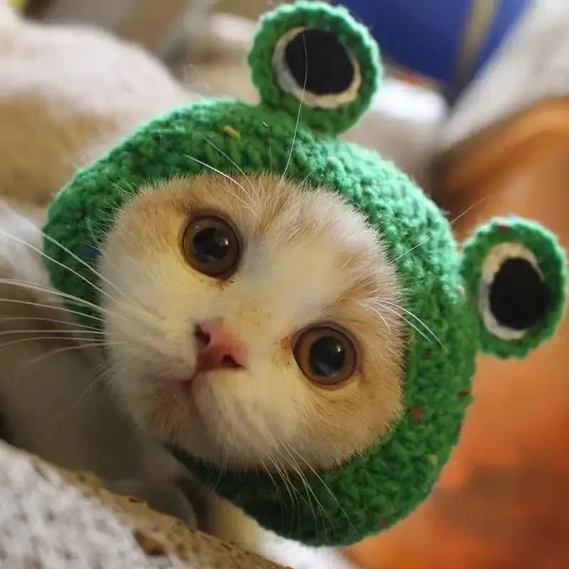 Cat Hat Cute Frog Shape Bunny Ears Funny Pet Cap Kitten Halloween Costume Cat Birthday Small Dogs Puppy Rabbit Sunflower
