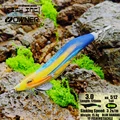 3.0 512 BLUE BANANA