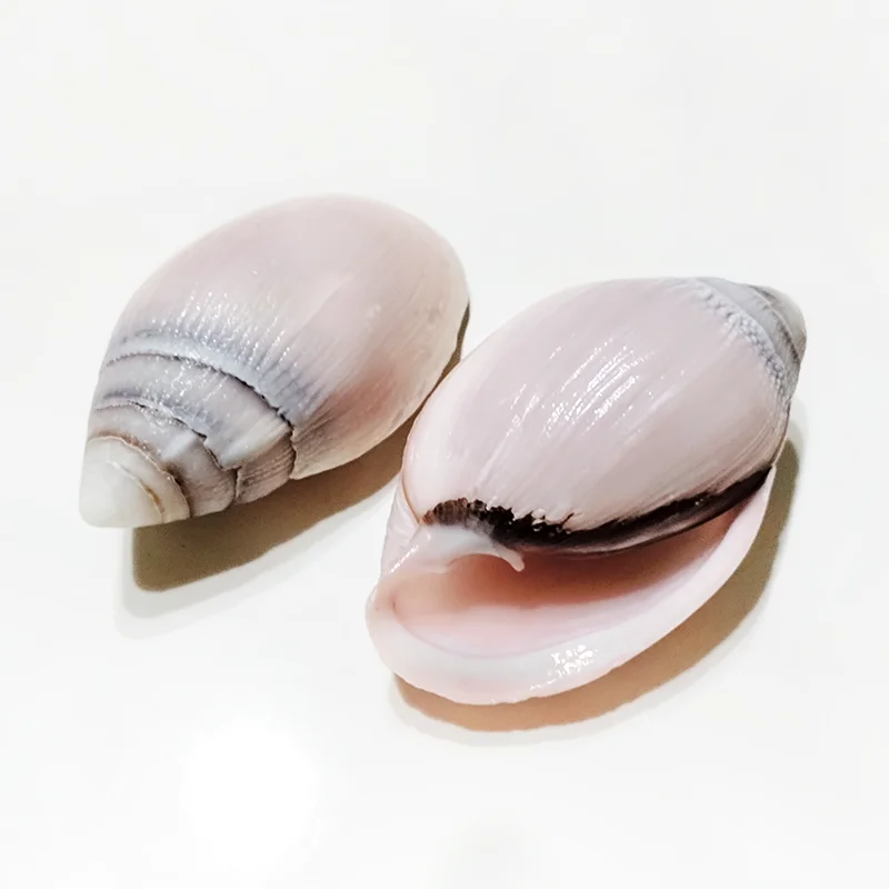 7-8CM Natural Midas Ear Crassidula Seashell Pink Ellobium Aurismidae Shell Ocean Conch Collector Wedding Decor Beach Theme Party