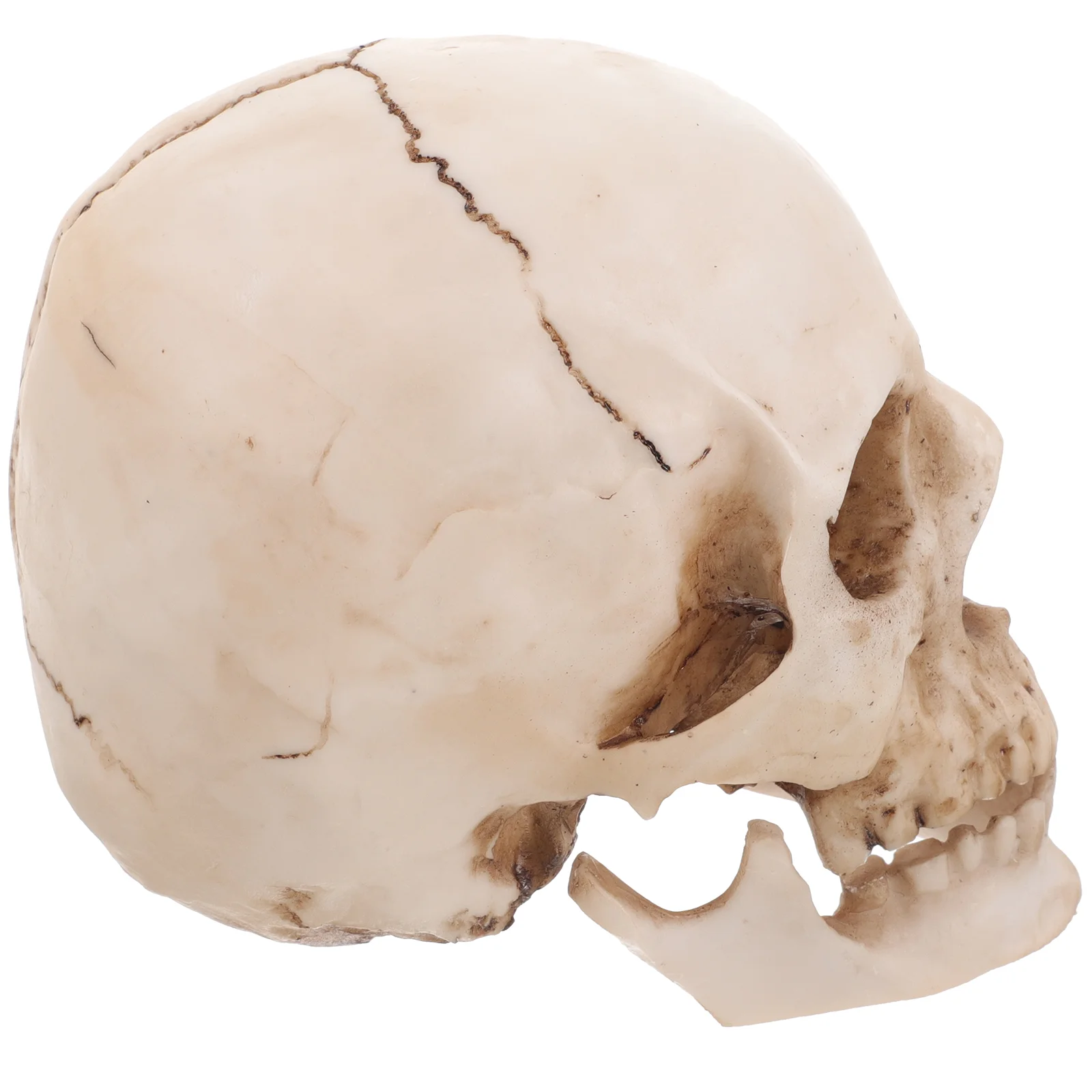 

Human Skull Replica Model for Medical Prom Anatomical and Tracing Use White Resin