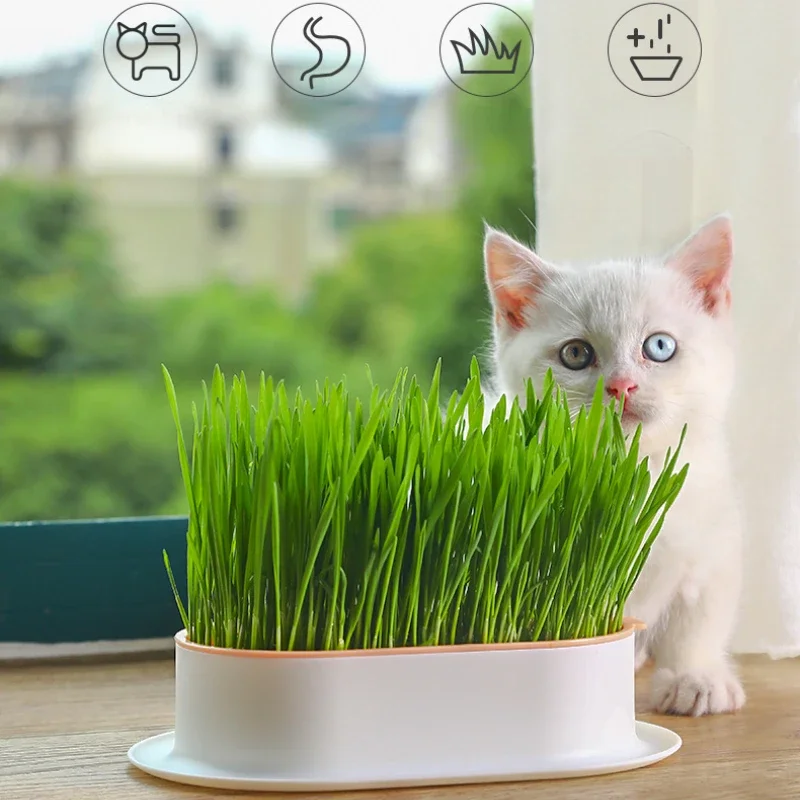 New Pet Cat Sprout Dish Growing Pot Hydroponic Plant Cat Grass Germination Digestion Starter Dish Greenhouse Grow Box