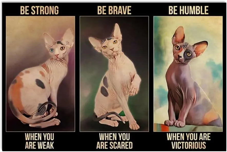 Tin Signs - Sphynx Cat Be Strong Bathroom Decor Vintage Home Funny Metal Sign  for Bar Toilet Garage Hotel Garden Coffee