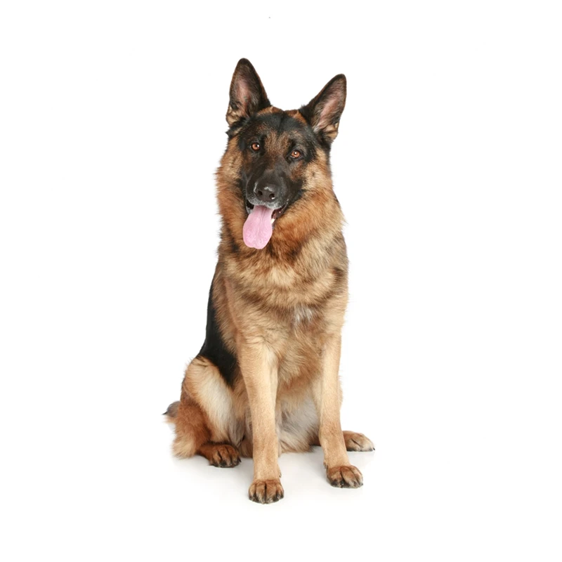 

13cm/17cm Removable Decal German Shepherd Puppy Pet Dog Car Sticker Waterproof Accessories on Bumper Rear Window