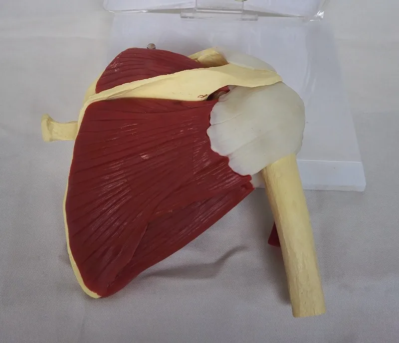 Human muscle shoulder joint function model scapula clavicle humerus skeleton medical teaching explanation display