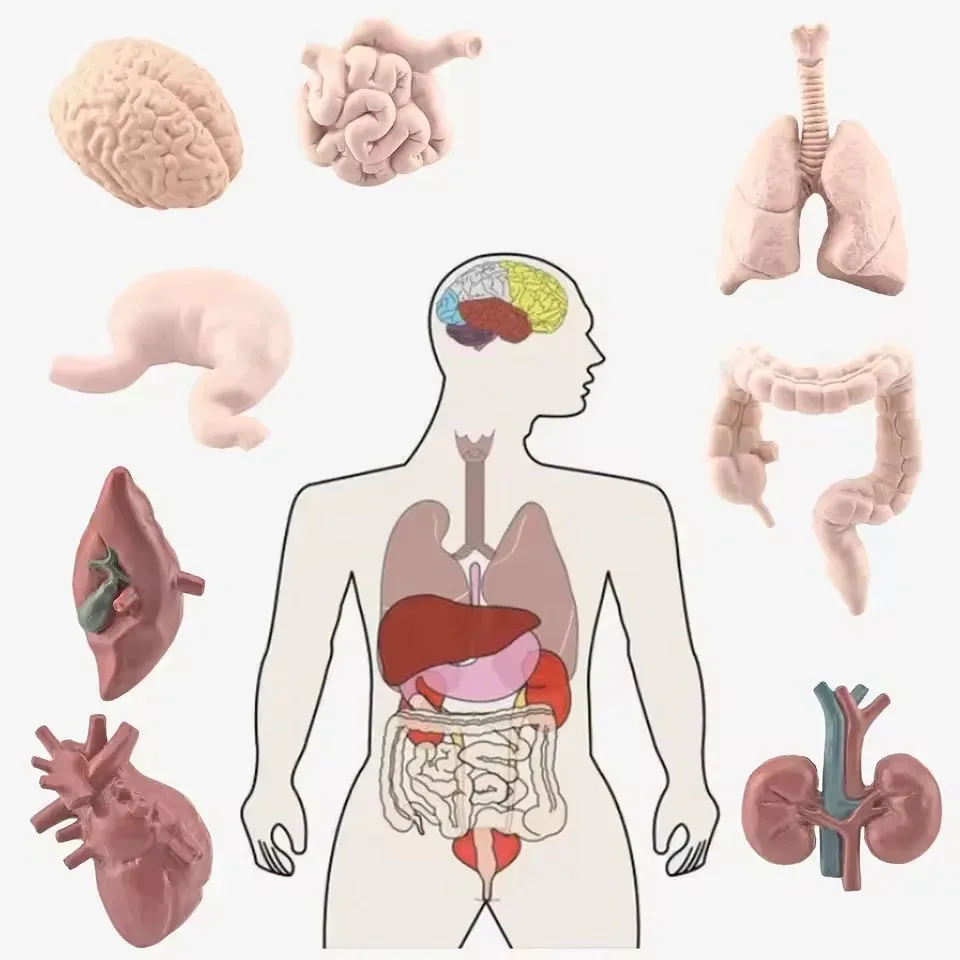 Simulation Human Body Torso Model Biology Brain Heart Liver Stomach Kidney Teaching Tools Learning Educational Toys