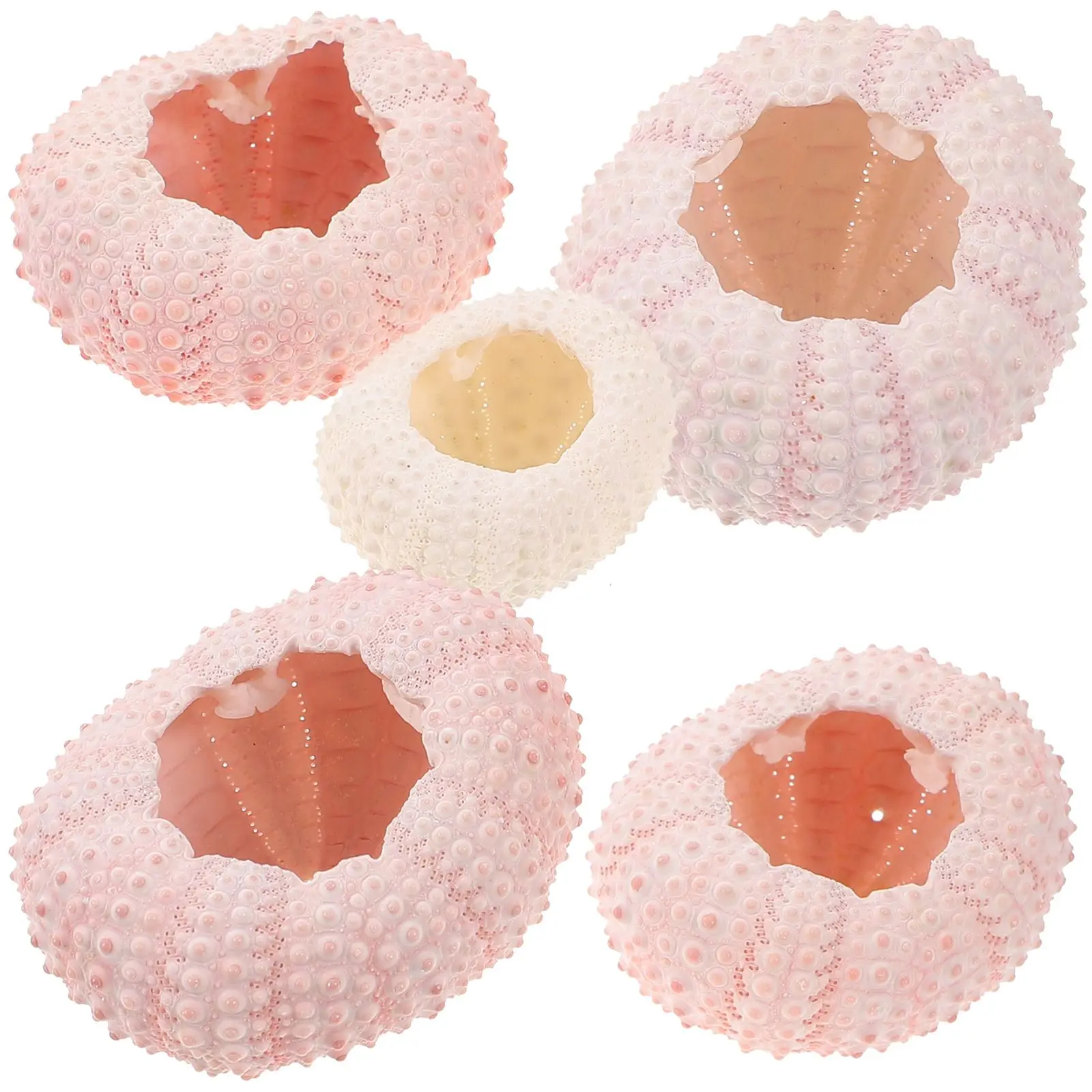 

5 Pcs Sea ​​urchin Shell Tillandsia Containers Plants Natural Planting Holder Manual Shells