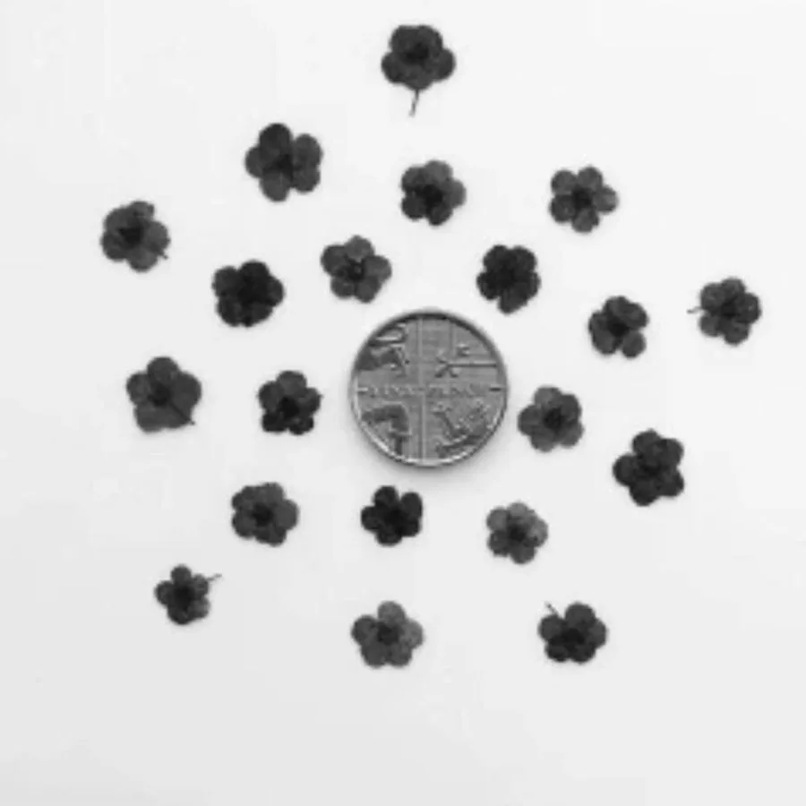 1000pcs Mini Pressed Dried Black/Brown Cherry Blossoms Flower Plant Herbarium For Epoxy Resin Jewelry Bookmark Postcard DIY